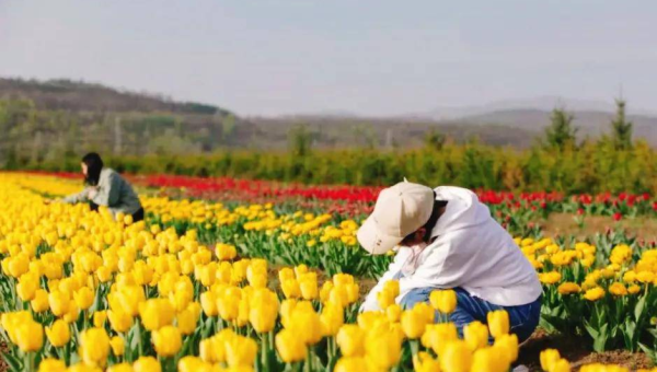 梦见在一个满是旧照片的森林里穿梭,速发云资源网