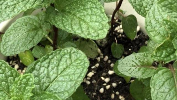 阳台种薄荷风水好吗,速发云资源网