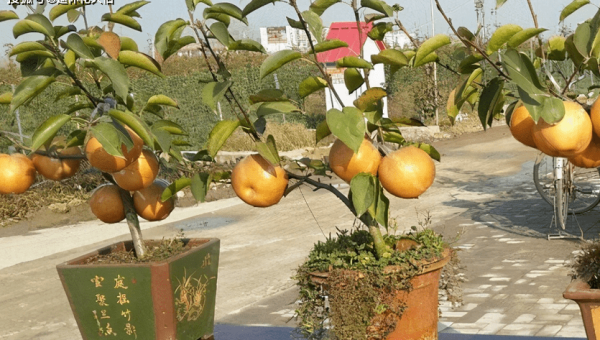 阳台种葡萄柚树风水好吗,速发云资源网