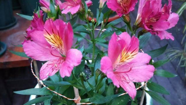 阳台栏杆挂风铃风水好吗,速发云资源网