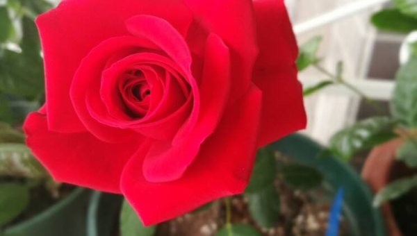 阳台种植玫瑰花的北方风水分析,速发云资源网