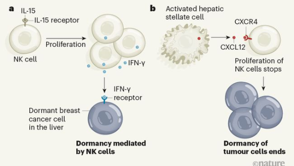 Subversion（SVN）迁移指南：从老旧版本控制系统过渡到 Git 的 5 个步骤,速发云资源网