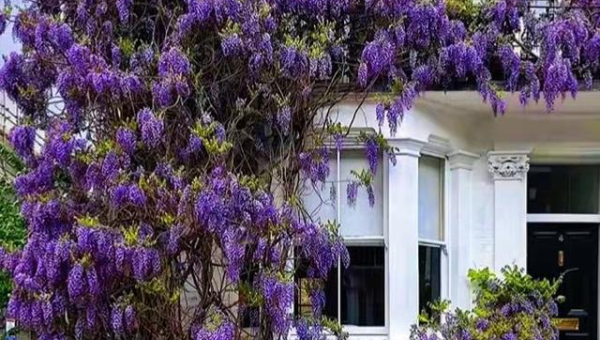 院子里种紫丁香风水怎么样,速发云资源网