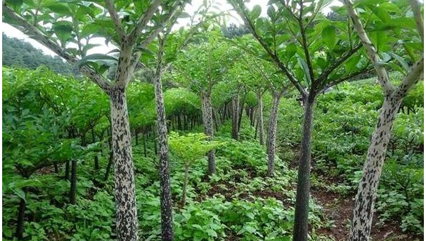 家门口种皂角树风水怎么样,速发云资源网