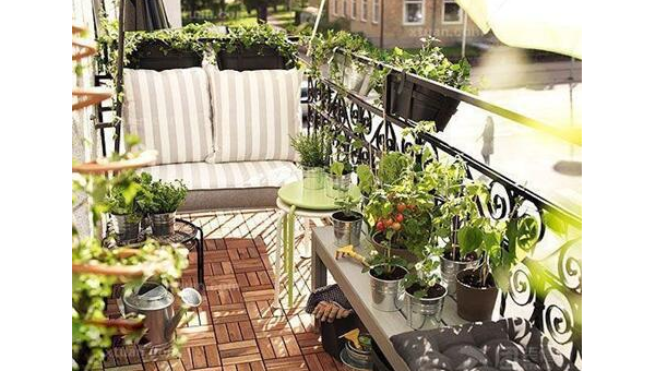 十大阳台植物的养护与装饰,速发云资源网