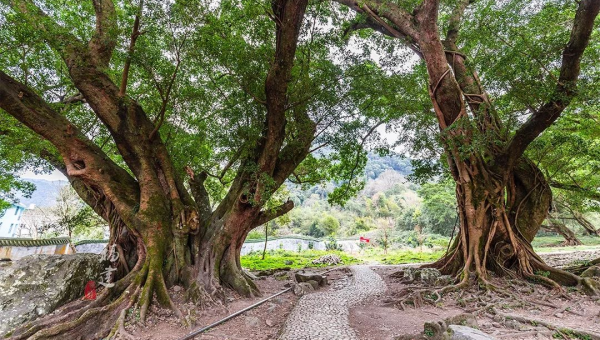 家中种植金银树的风水好处,速发云资源网