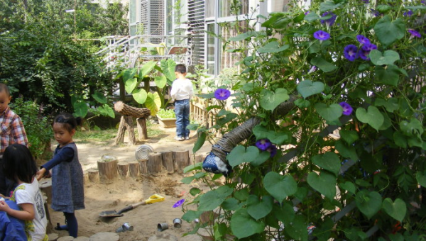 院子里种牵牛花风水好吗,速发云资源网