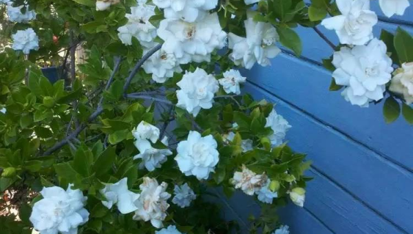 院子里种茉莉花风水好吗,速发云资源网