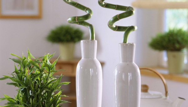 办公室放个空气净化器风水如何,速发云资源网