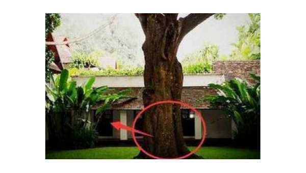 家门口种梨树风水好吗,速发云资源网