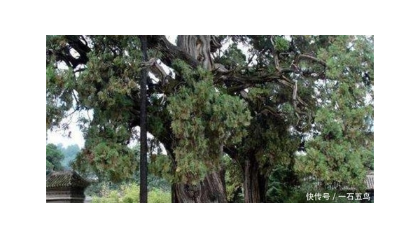 院子里种植松树的风水好处,速发云资源网