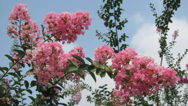 庭院种紫薇树风水好吗,速发云资源网