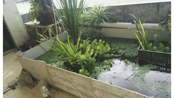 阳台养龟风水好吗,速发云资源网