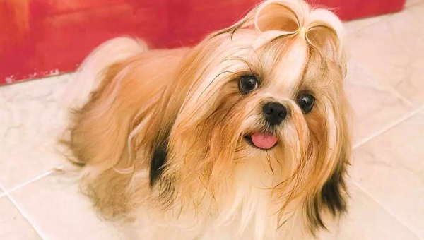 水瓶座适合饲养的宠物西施犬毛色,速发云资源网