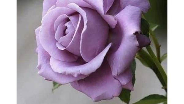 处女座最喜欢哪种颜色的玫瑰？,速发云资源网