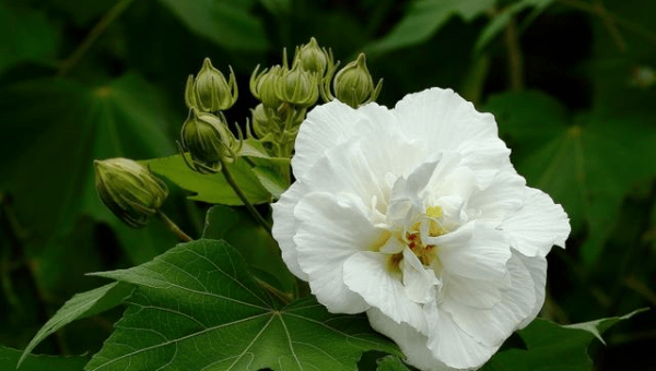烘焙十大经典面包的配方,速发云资源网