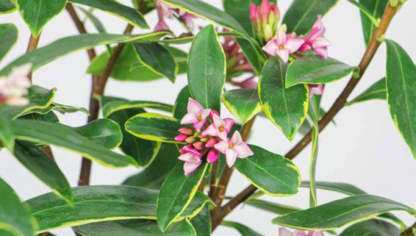 家里大门装指纹锁风水好吗,速发云资源网