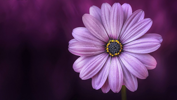 店铺收银台放招财树好吗风水,速发云资源网