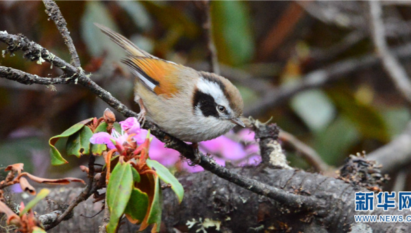 十大西班牙 Tapas 美食的多样选择,速发云资源网