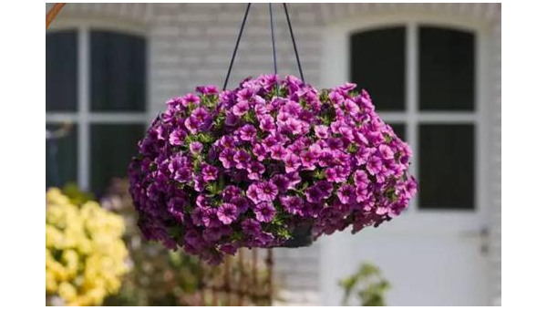 阳台种植紫薇花的北方风水分析,速发云资源网