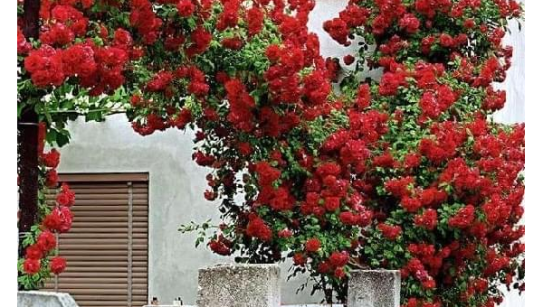 院子里种紫薇花风水好吗,速发云资源网