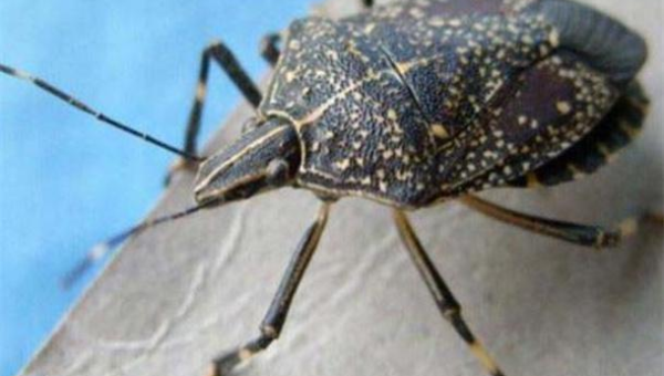 十大昆虫的奇特行为和习性,速发云资源网