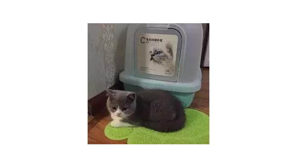 养猫新手十大认知误区澄清,速发云资源网