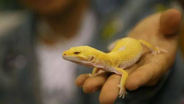 天蝎座喜爱的宠物鬃狮蜥特点,速发云资源网