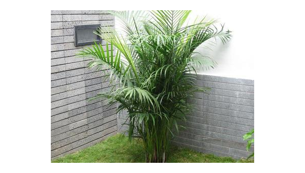 院子里种芭蕉树风水好吗,速发云资源网