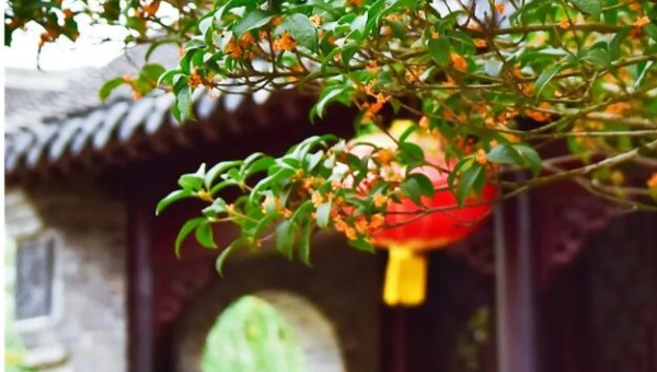 院子种植桂花树对风水的影响,速发云资源网