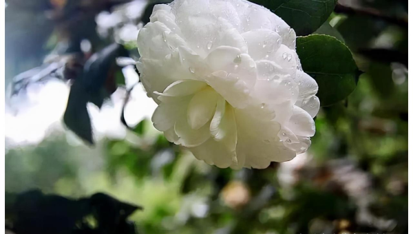 阳台种植玉兰花的北方风水探讨,速发云资源网