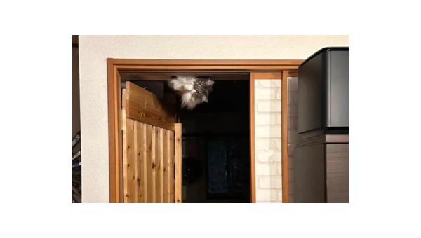 阳台养兔子风水好吗,速发云资源网