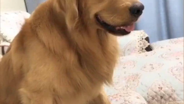 梦到自己的宠物狗变成了勇猛的狮子,速发云资源网