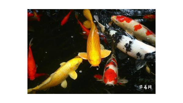 家里放鱼缸养金鱼风水好吗,速发云资源网