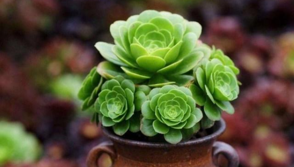 阳台养多肉风水好吗,速发云资源网