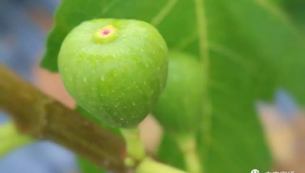 庭院种无花果树风水好吗,速发云资源网