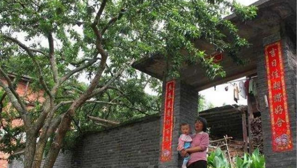 家门口种核桃树风水好吗,速发云资源网