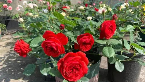 阳台种爬藤月季风水好吗,速发云资源网