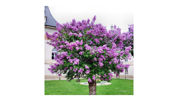 院子里种丁香花风水好吗,速发云资源网