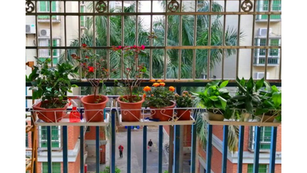阳台栏杆挂多肉吊篮风水好吗,速发云资源网
