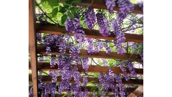 阳台种植紫藤的北方风水分析,速发云资源网
