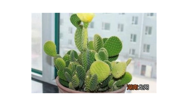 办公室放仙人掌防小人吗风水,速发云资源网