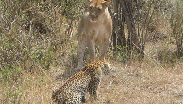 狮子座生病时如何撒娇？,速发云资源网