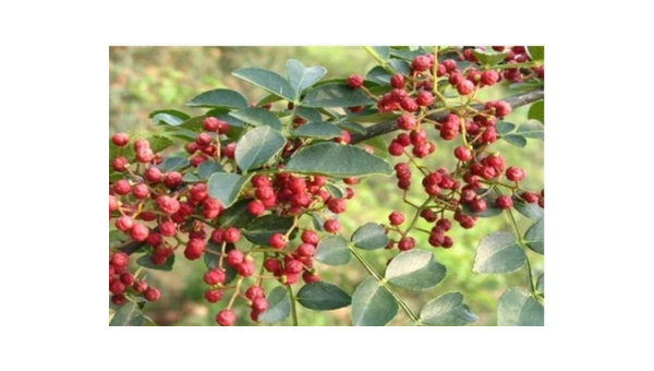 院子里种花椒树风水好吗,速发云资源网