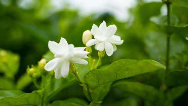 阳台种植茉莉花的北方风水分析,速发云资源网