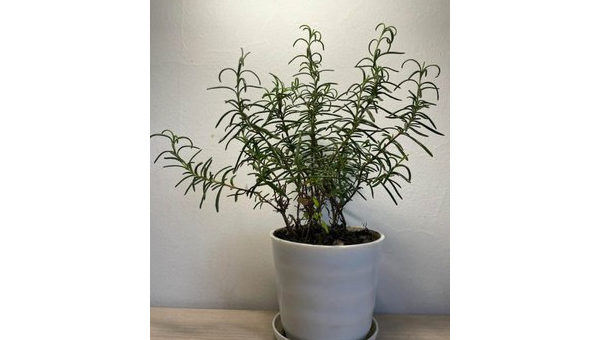 阳台种迷迭香风水好吗,速发云资源网