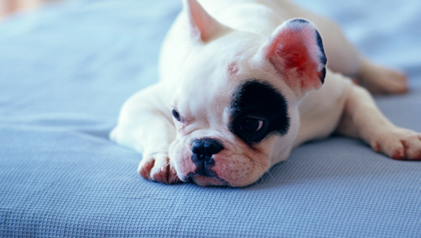 金牛座喜欢的宠物茶杯猪特点,速发云资源网