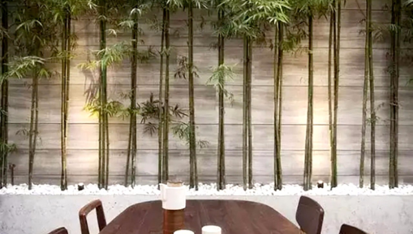 院子里种植竹子的风水好处,速发云资源网