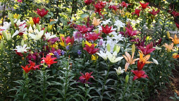 院子里种百合花风水好吗,速发云资源网