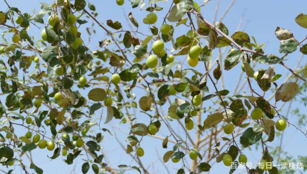 家门口种白玉兰树风水好吗,速发云资源网